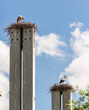 Stork standing on a concrete pole building a nest