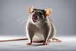 'rat white isolated funny background mouse rodent animal closeup cute domestic ear eye fluffy fur grey hair hairy mammal nose paw pest pet shy tail'