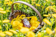 Dandelion flowers in a wicker basket with a jar of honey placed on the ground somewhere in a meadow