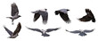 large grey seven crows in flight on white