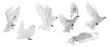 isolated six pure white pigeons with lush tail