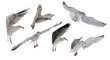 European herring large young six gulls in free flight