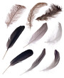 nine large different isolated feathers