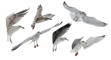 Sticker - European herring large young six gulls in free flight