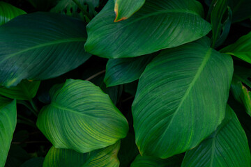 Canvas Print - leaves of Spathiphyllum cannifolium, abstract green texture, nature background, tropical leaf.