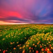 poppy field at sunset