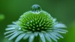   A tight shot of a flower with a water droplet at its center and verdant leaves behind