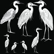 seven herons sketches collection isolated on black