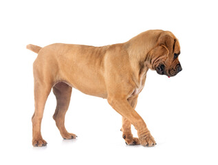 Wall Mural - African boerboel in studio