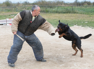 Wall Mural - training of rottweiler