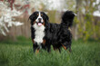 happy bernese mountain dog standing on green grass outdoors in spring