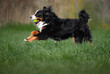 happy bernese mountain dog running on green grass with tennis ball in mouth