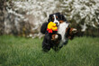 bernese mountain dog playing with a soft toy outdoors in spring with blooming trees in the background