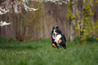 funny bernese mountain dog running on a field of green grass in the park in spring