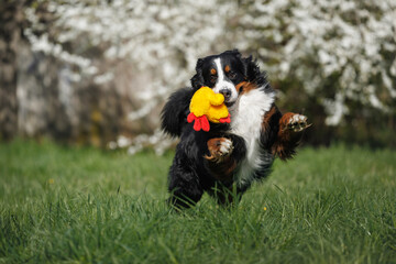 Wall Mural - bernese mountain dog playing with a soft toy outdoors in spring with blooming trees in the background