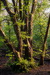 Glorious Spring morning glow landscape image of forest with side light coming through trees
