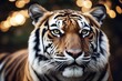 tiger africa agression anger angry animal beauty bengal big black blue captivity carnivore cat cheetah cougar cute dark down felino forest front hunt hunter jaguar jungle leopard lion mouth nature1'