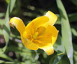tulipe de la Drome