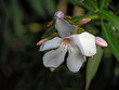 Close up of Nerium oleander