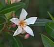 Close up of Nerium oleander