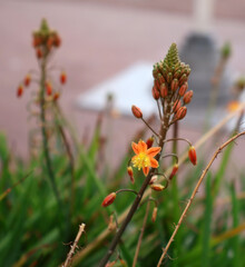 Poster - petite fleur des champs