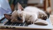 A cat is sleeping on a keyboard