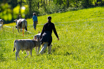 Wall Mural - Woman at cooperative farm guiding herd of breed Rätisches Grauvieh to meadow on a sunny spring morning at Swiss City of Zürich. Photo taken April 27th, 2024, Zurich, Switzerland.