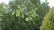 aspen tree branch with green leaves