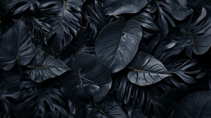 Wall Mural - Top view of black leaves, tropical leaf background.