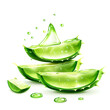 Aloe vera  slices with water drops isolated on white background