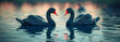 Two black swans on the lake. Selective focus.