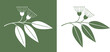 Eucalyptus logo. Isolated eucalyptus on white background