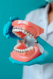 Fototapeta Lawenda - Model of a jaw at a dentist. Selective focus.