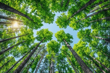 A competition among forest trees for sunlight, essential for their survival and sustenance of life.