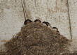 des oisillons au nid