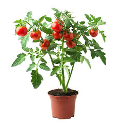 A full grown tomato plant with red tomatoes in soil isolated on white background.