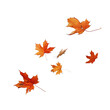 © Ram rider - Autumn fall banner with falling maple leaves . Flying color leaves, on white background