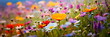 Vibrant meadow filled with an array of wildflowers, creating a cheerful and colorful springtime backdrop.