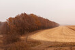 late fall. harvested field and yellow forest in the fog