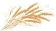 Botanical drawing of wheat ear or spikelet with see