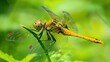 A yellow dragonfly is perched on a green leaf. Its wings are mostly transparent with a yellow tinge and black veins