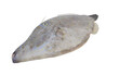 Close up of big unicorn leatherjacket fish isolated on white background, Aluter monoceros