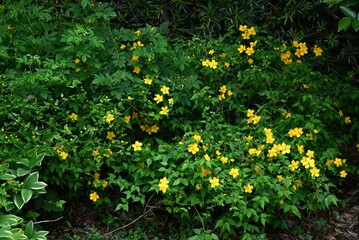 Poster - Japanese kerria ( Kerria japonica ) flowers. Rosaceae deciduous shrub. Yellow flowers bloom from April to May.