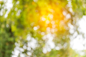 Wall Mural - Blur background green park garden nature bright sunny forest. Blurry outdoor park in spring time glowing shinny day template with sunlight bokeh. Abstract blurred background banner copy space.