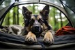 German shepherd lying in a tent. Camping with pets