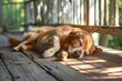 Red Dog lying on a pet bed. Pink Nose close-up. A Nova Scotia Duck Tolling Retriever resting in a room. High quality 4k footage.. Beautiful simple AI generated image in 4K, unique.