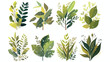 Green leaf decorations set. Natural leaves of folia