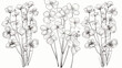 Common wood sorrel outlined botanical sketchy drawi