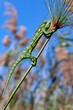 Chameleon in the reed beds of the Okavango Delta in northern Botswana, Africa.
