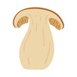Sliced Porcini forest mushroom. Hand drawn boletus edulis fungus. Porcini fresh edible mushrooms flat style decor element. Cep. King bolete on white background. Penny bun Vector illustration